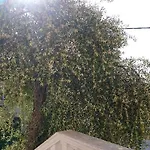 Roza's And * بينيتسيس