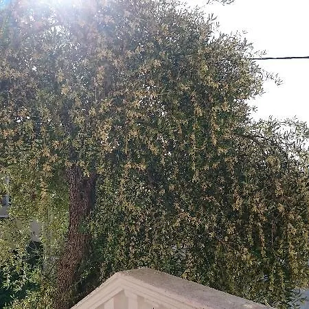Roza's And * بينيتسيس